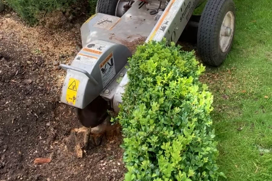Tree Stump Grinding machine cutting back unwanted tree stump in Devon, machine operated by qualified professional